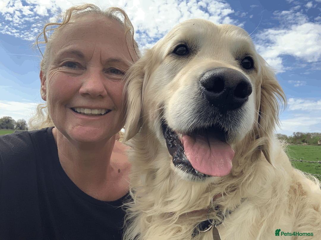 Golden Retriever dogs for stud: KC Reg, Health Tested, Crufts Qualified, Proven in Milton Keynes - Advert 17