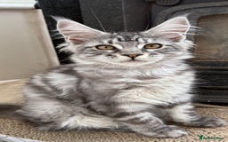Maine Coon cats for sale: Outstanding pedigree Maine coons  - Image 1