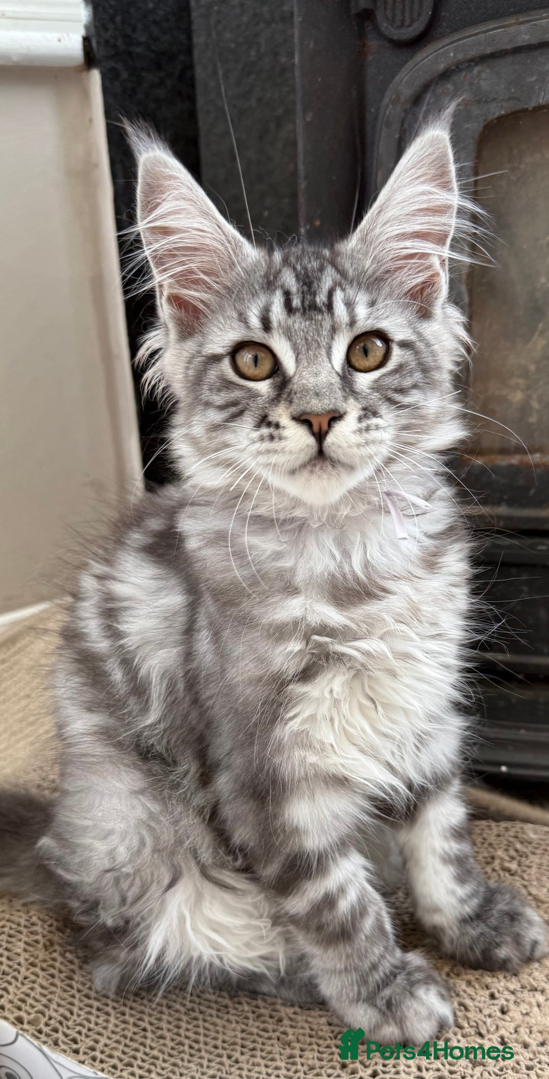 Maine Coon cats for sale: Outstanding pedigree Maine coons  - Image 1