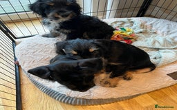 Mixed Breed dogs for sale: Sprocker puppy’s  - Image 11