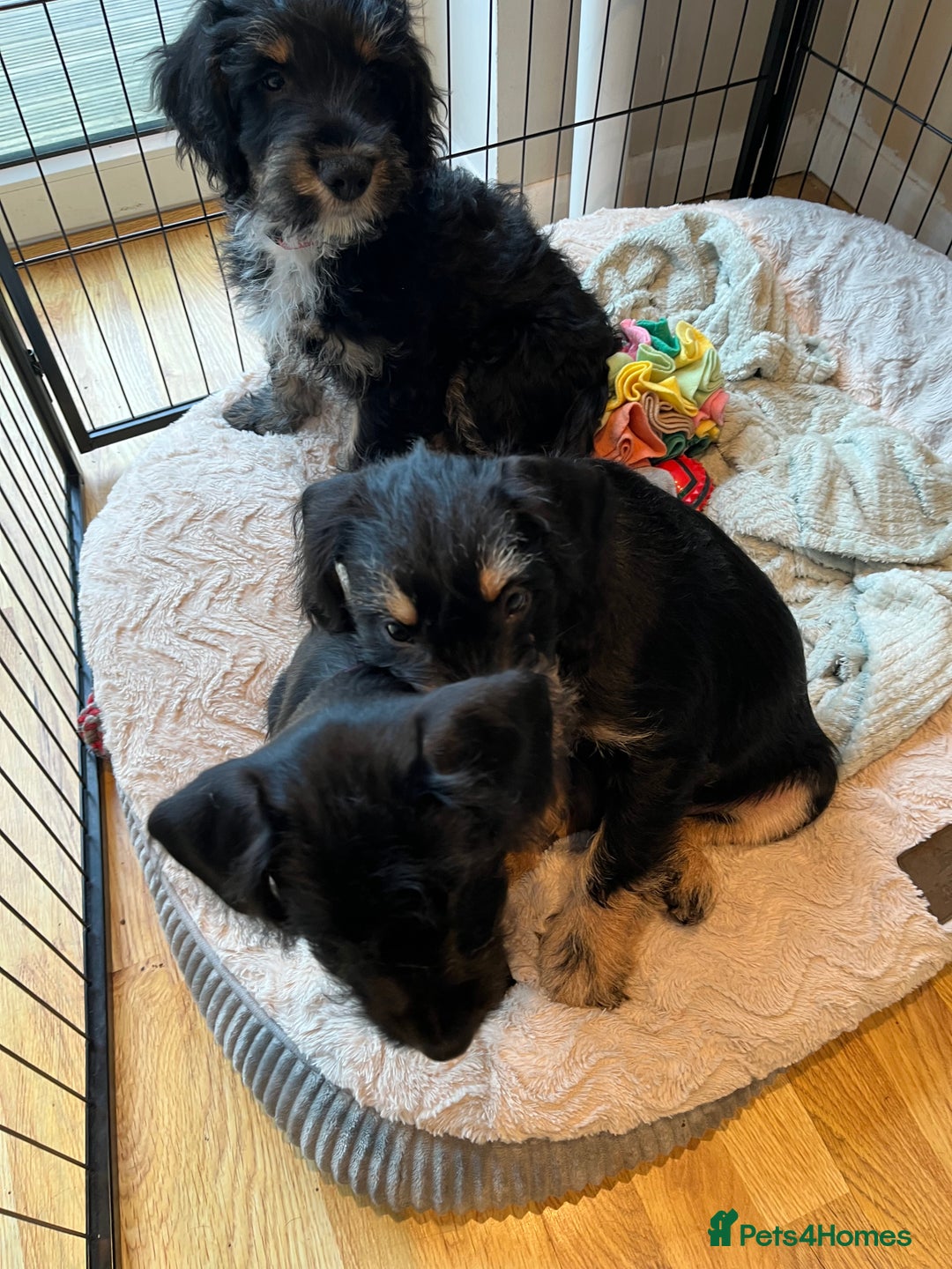 Mixed Breed dogs for sale: Sprocker puppy’s  - Image 11