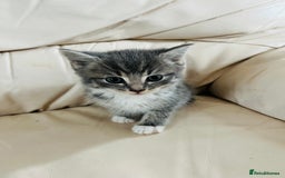Mixed Breed cats for sale: Cute male cat  - Image 2