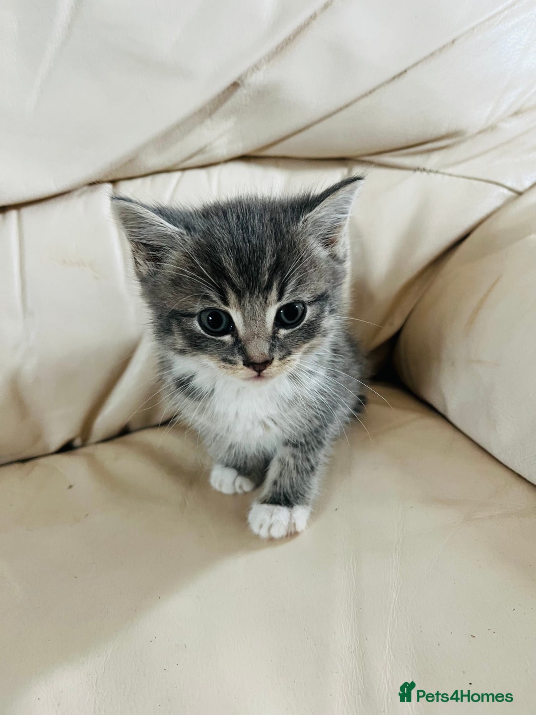 Mixed Breed cats for sale: Cute male cat  - Image 2