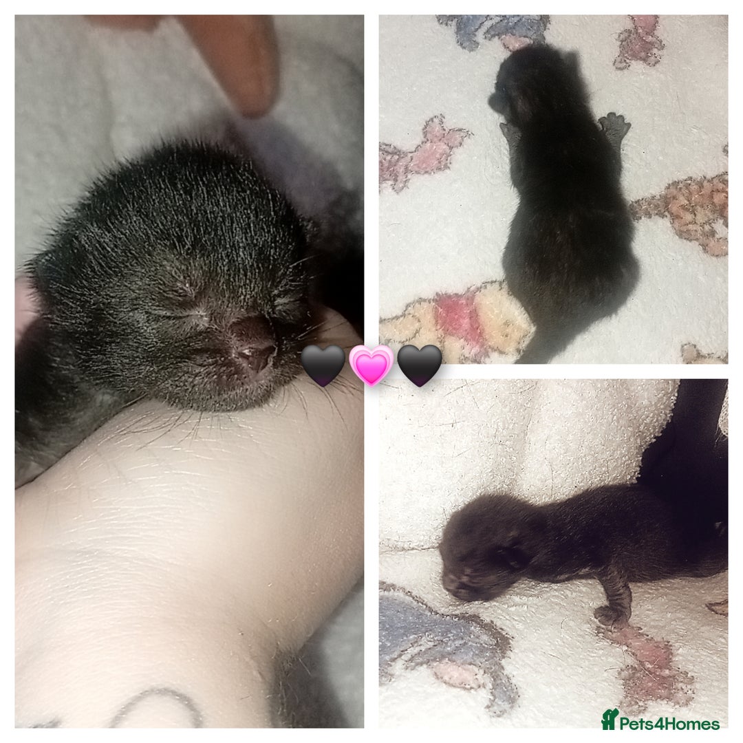 Mixed Breed cats for sale: 3 beautiful kittens - Advert 4