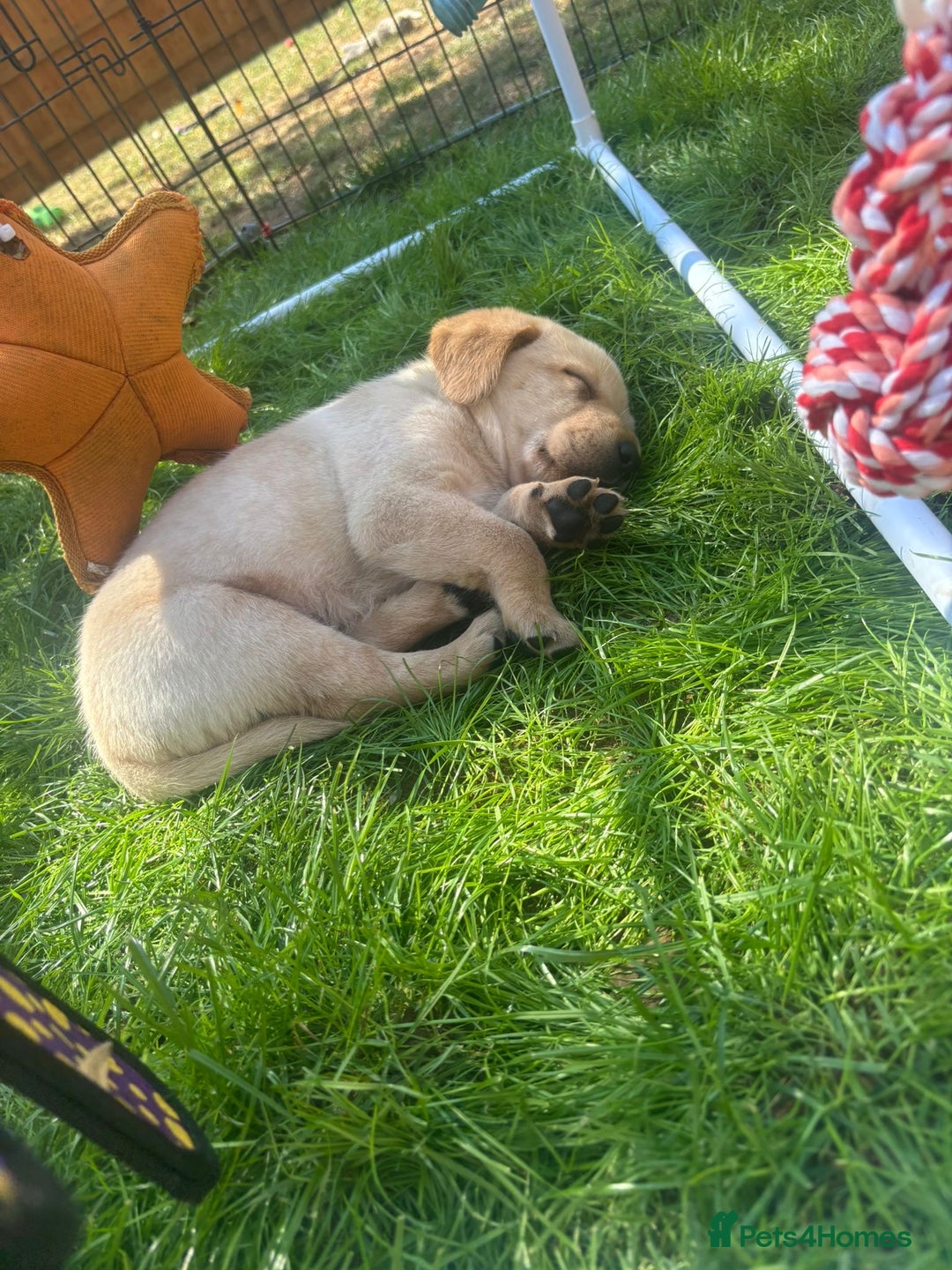 Labrador Retriever dogs for sale: Home bred working Labrador puppies - Image 23