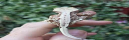 Gecko reptiles for sale: Crested geckos  - Advert 7