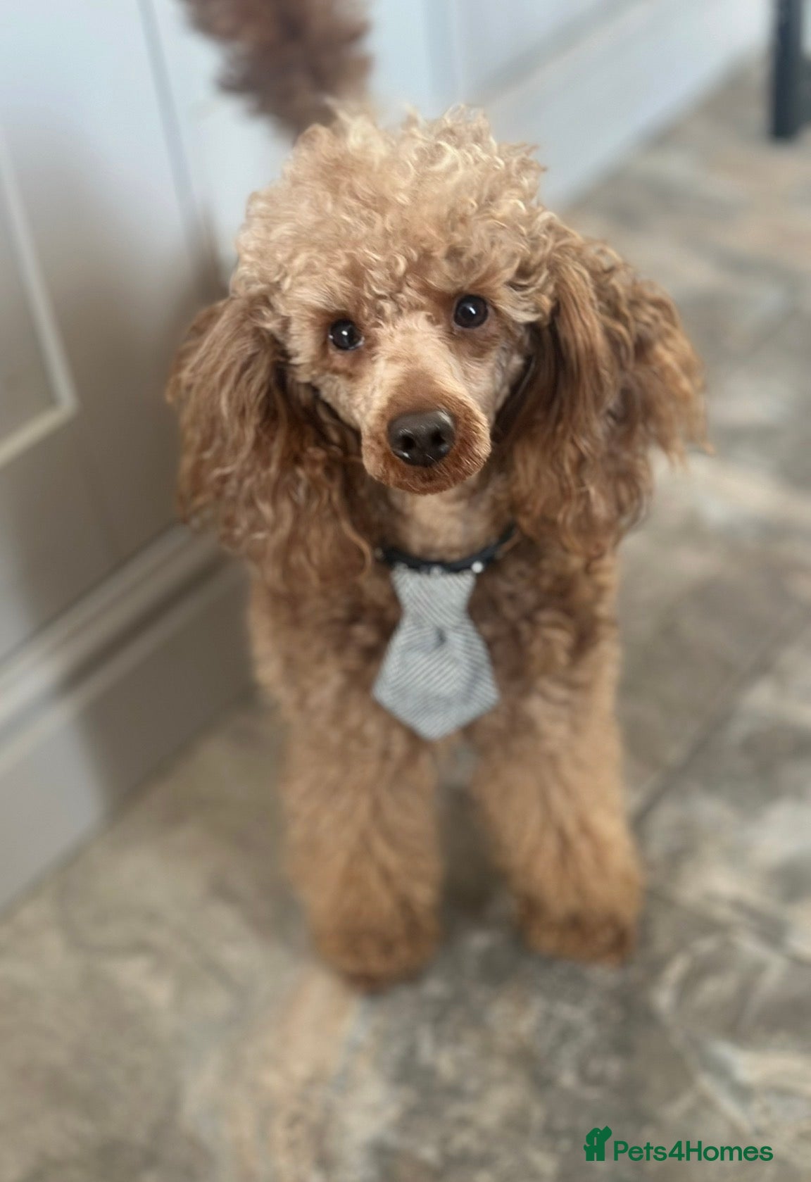 Miniature Poodle dogs KC REG PROVEN MINIATURE POODLE H/T - Advert 21