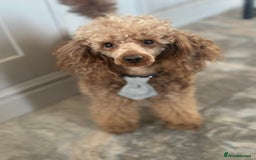 Miniature Poodle dogs for stud: KC REG PROVEN MINIATURE POODLE H/T - Image 1