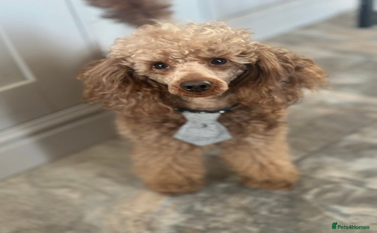 Miniature Poodle dogs - Advert 3