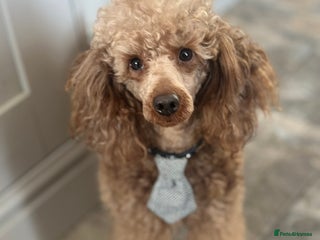 Miniature Poodle dogs - Advert 6