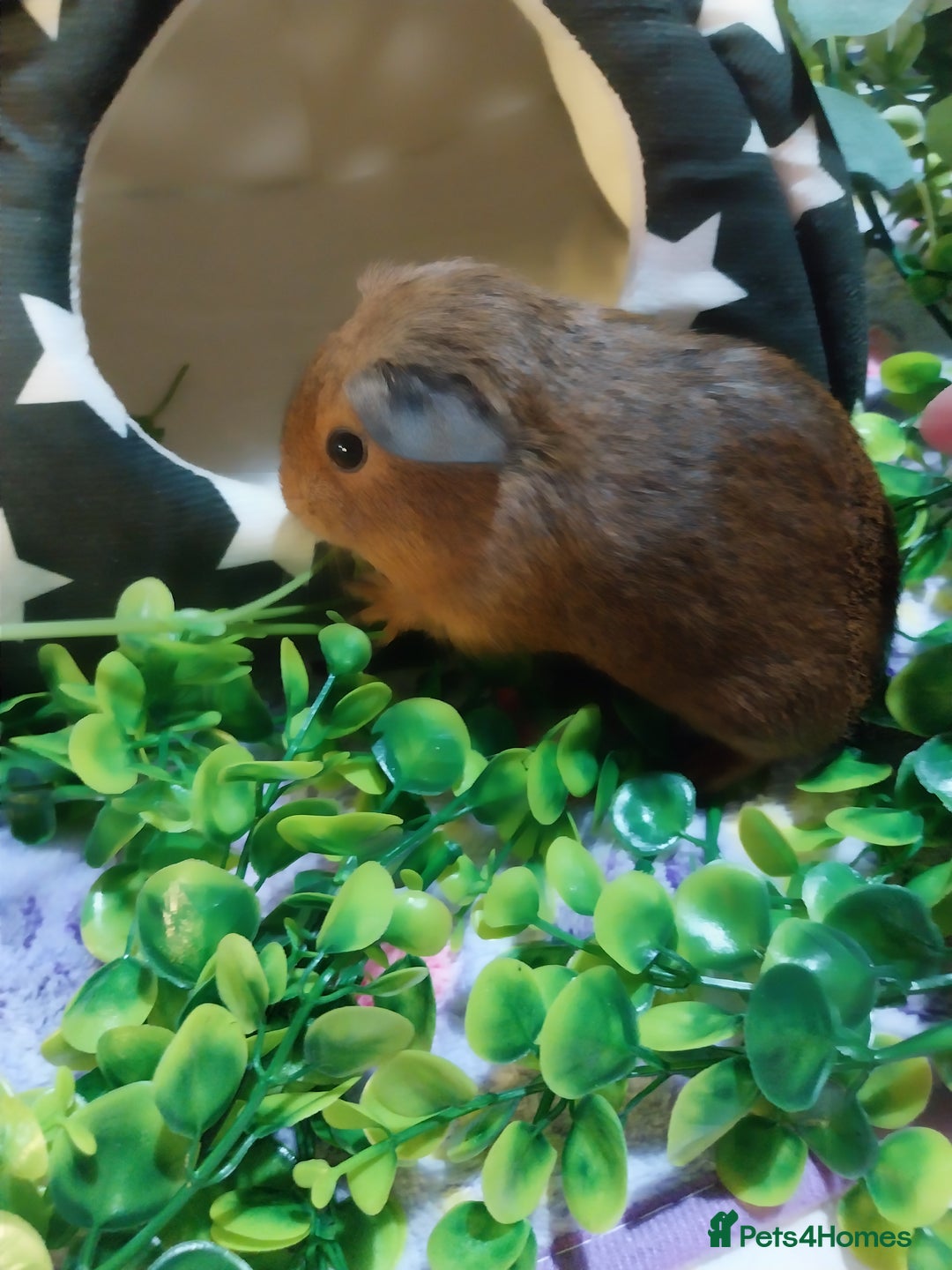 Guinea Pig rodents for sale: (RESERVED) Baby Guinea Pigs - Image 7