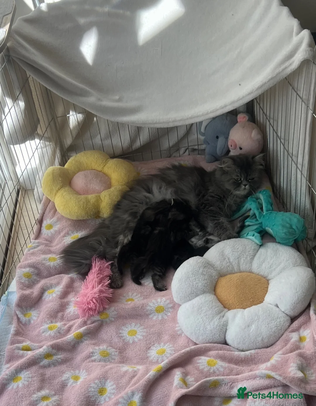 Persian cats for sale: 🎀 DOLL FACE PERSIAN KITTENS!! 🎀 - Advert 16