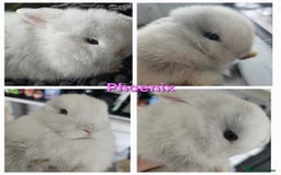 Mini Lop rabbits for sale: 2 gorgeous Mini lop baby girls  - Image 3