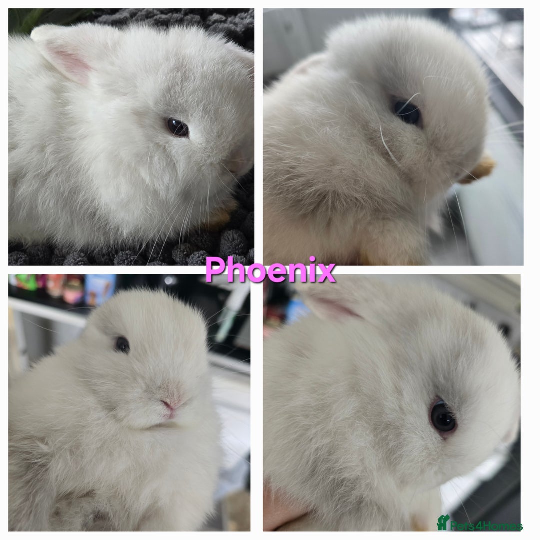Mini Lop rabbits for sale: 2 gorgeous Mini lop baby girls  - Image 3