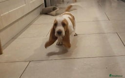 Basset Hound dogs for sale: Red and white basset boy available  - Image 4
