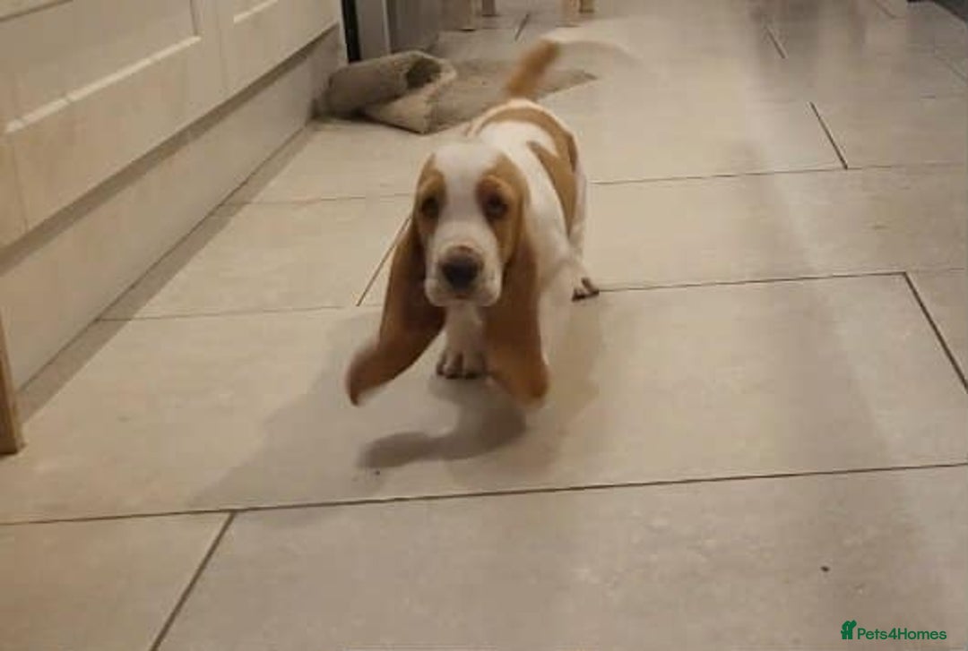 Basset Hound dogs for sale: Red and white basset boy available  - Image 4