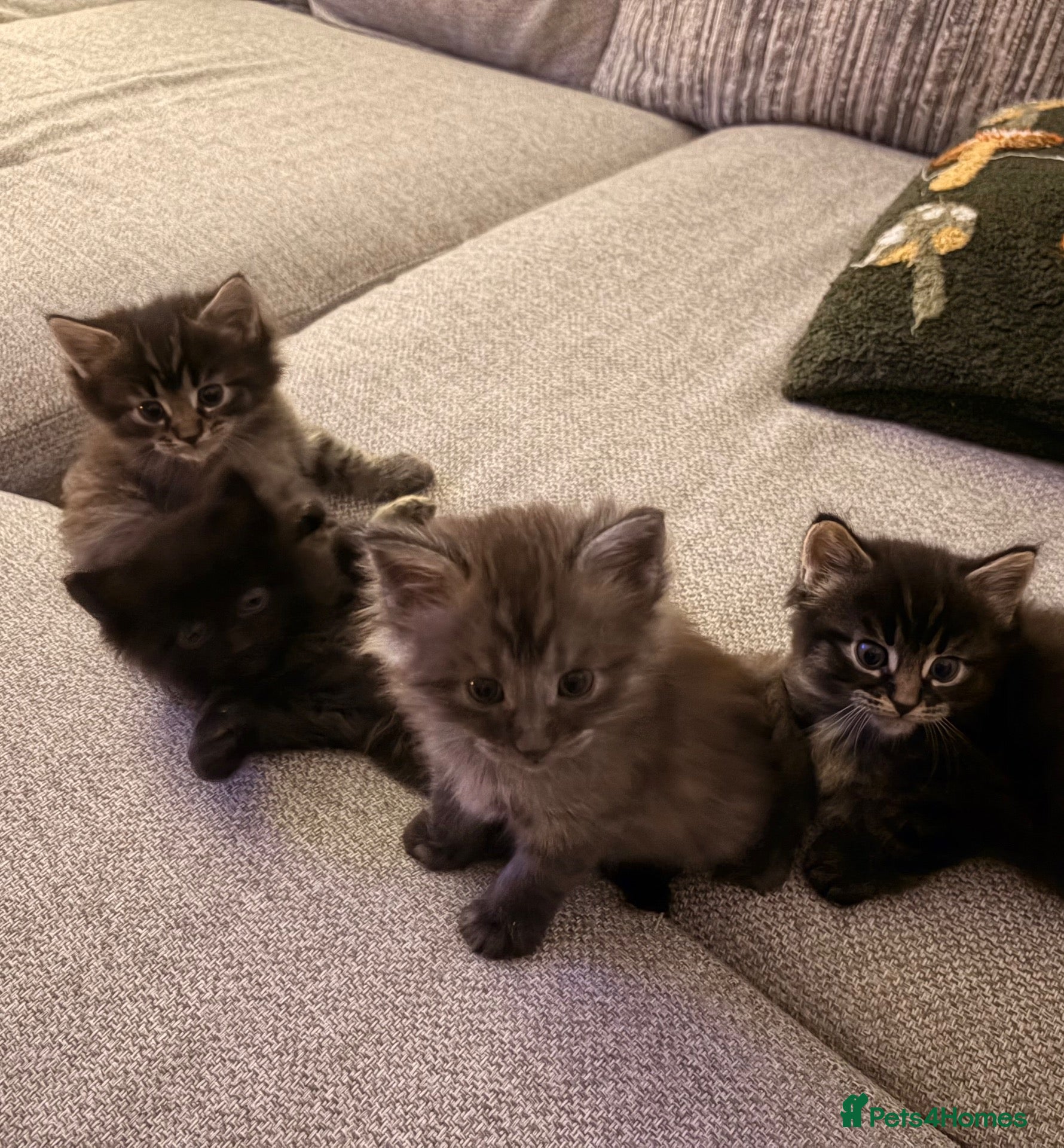 Maine Coon cats Maine coon x BSH Fluffy boys - Advert 1