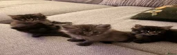 Maine Coon cats for sale: Maine coon x BSH Fluffy boys - Advert 1