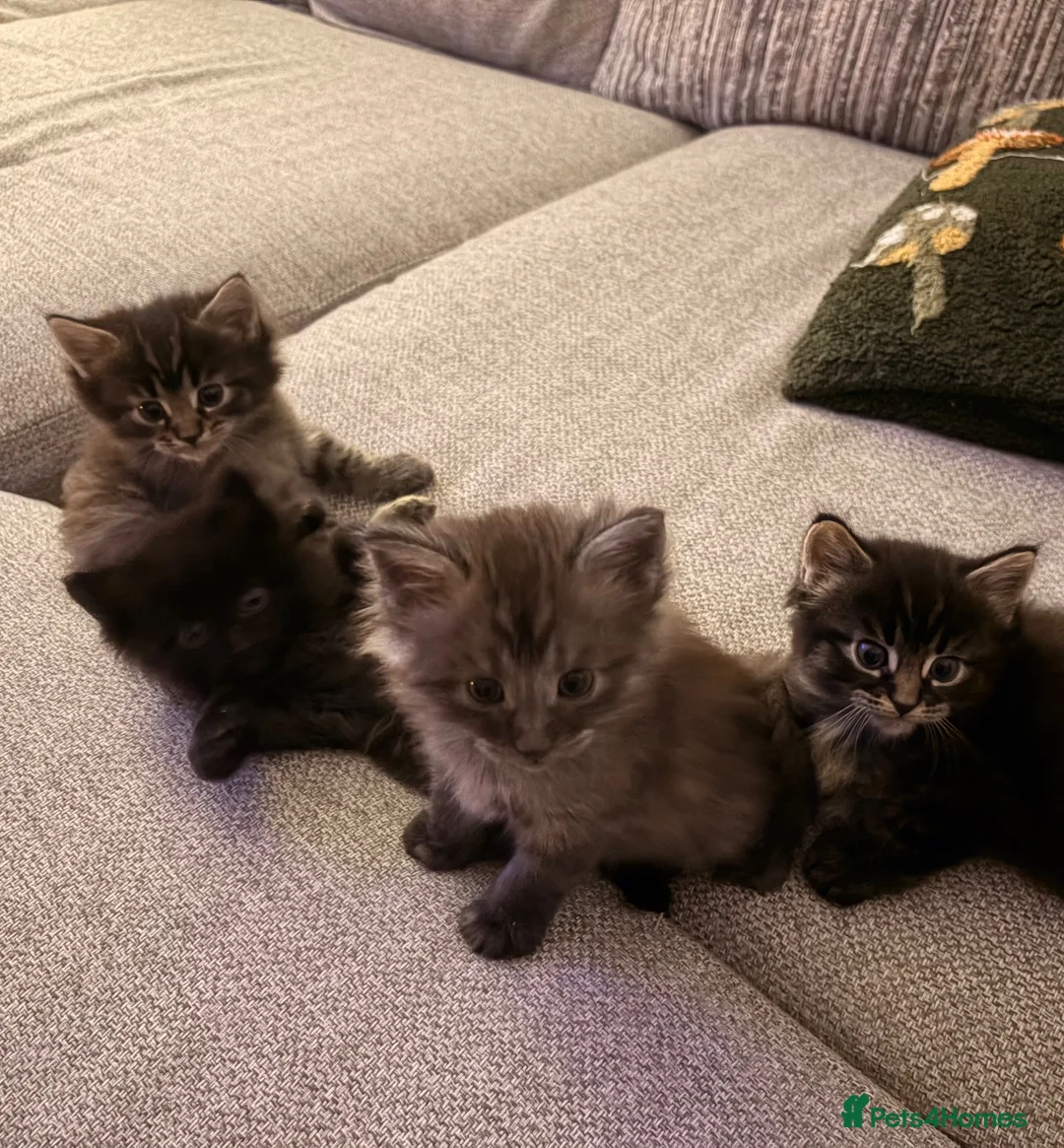 Maine Coon cats for sale: Maine coon x BSH Fluffy boys - Advert 1