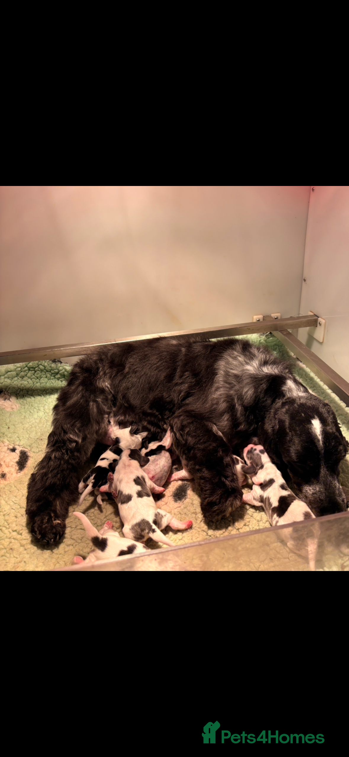 Cocker Spaniel dogs 🖤🤍 KC REG Show Cocker Spaniel Puppies For Sale - Advert 3