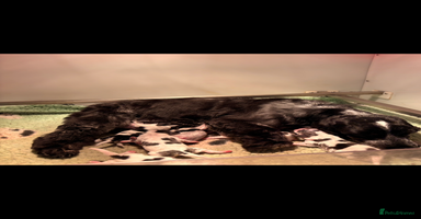 Cocker Spaniel dogs 🖤🤍 KC REG Show Cocker Spaniel Puppies For Sale - Advert 3