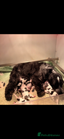 Cocker Spaniel dogs 🖤🤍 KC REG Show Cocker Spaniel Puppies For Sale - Advert 3