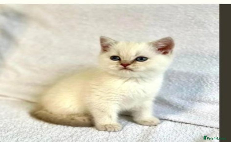 British Shorthair cats - Advert 1