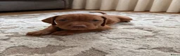 Hungarian Vizsla dogs for sale: Remarkable KC registered Visla puppies  in Stockport - Advert 9