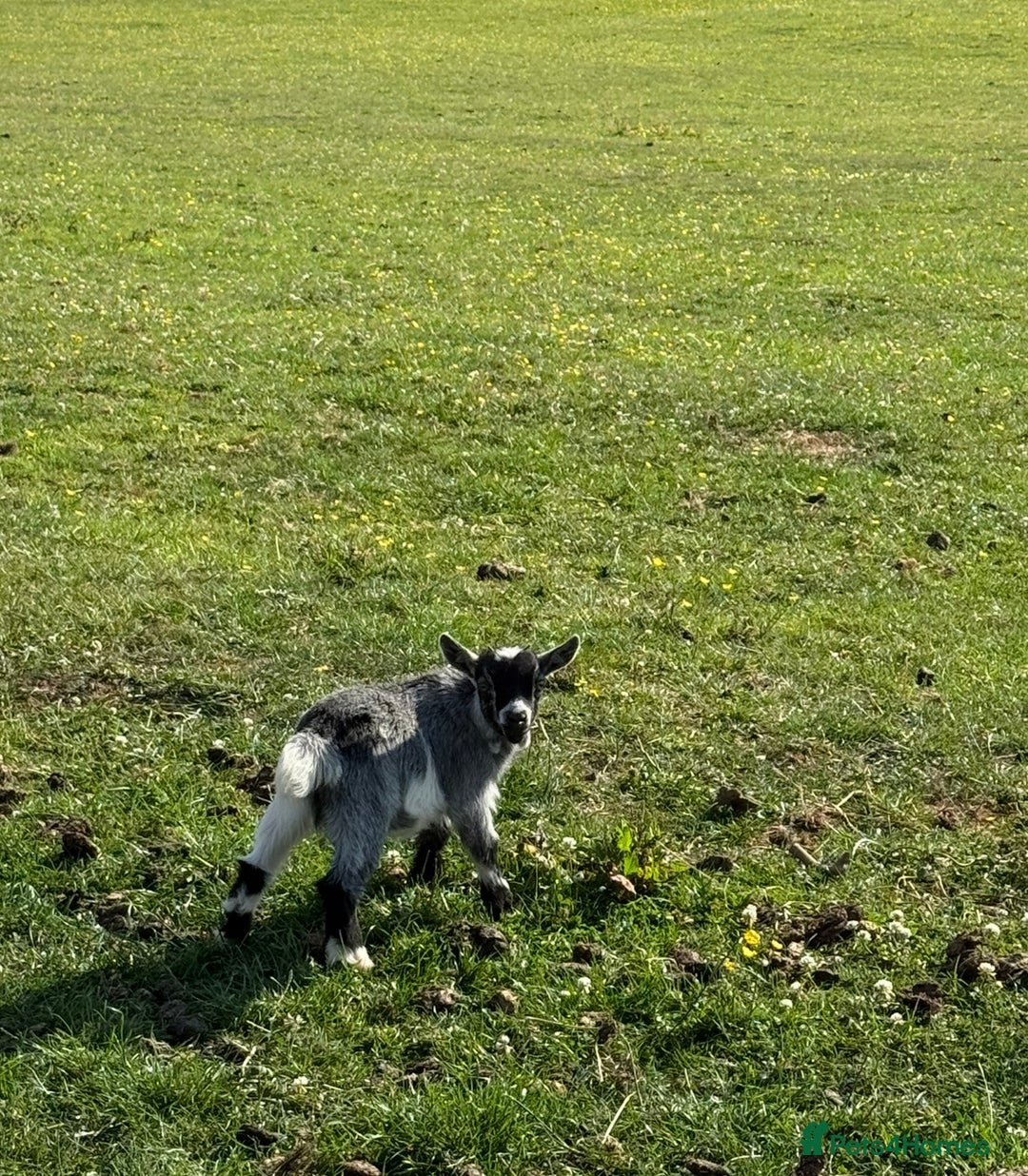 Goats livestock for sale: Pygmy kids for sale  - Image 2