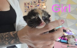 Mixed Breed cats for sale: Adorable Kittens Looking for Their Forever Homes - Image 15