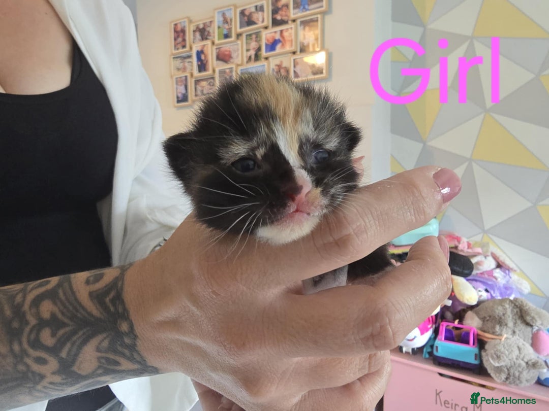 Mixed Breed cats for sale: Adorable Kittens Looking for Their Forever Homes - Image 15