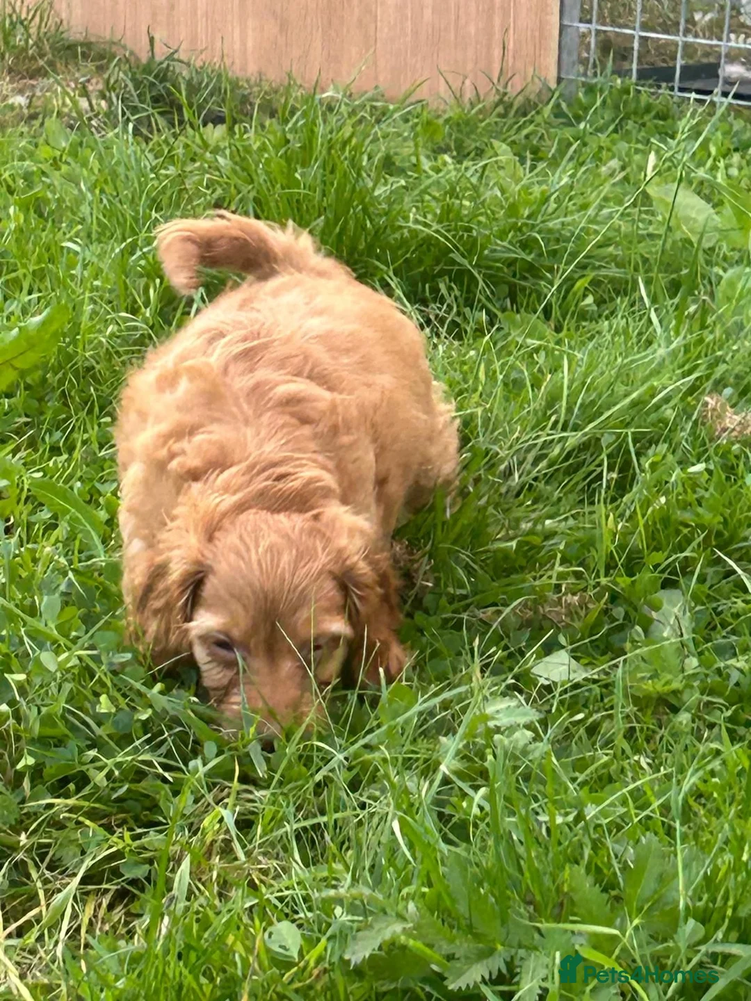 Cockapoo dogs for sale: F1 Cockapoo - Advert 4
