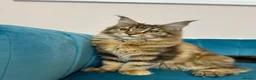 Maine Coon cats for sale: TICA Pedigree Registered Maine Coon Kittens - Advert 13