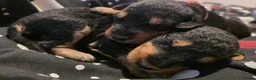 Airedale Terrier dogs for sale: KC Registered Airedale terrier puppies in Kettering - Advert 5