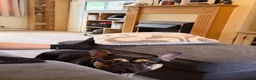 French Bulldog dogs for sale: French Bull dog in Oakham - Advert 4