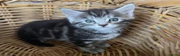 Mixed Breed cats for sale: 4Maine Coon Cross Male Kittens Need Loving Homes . - Advert 10