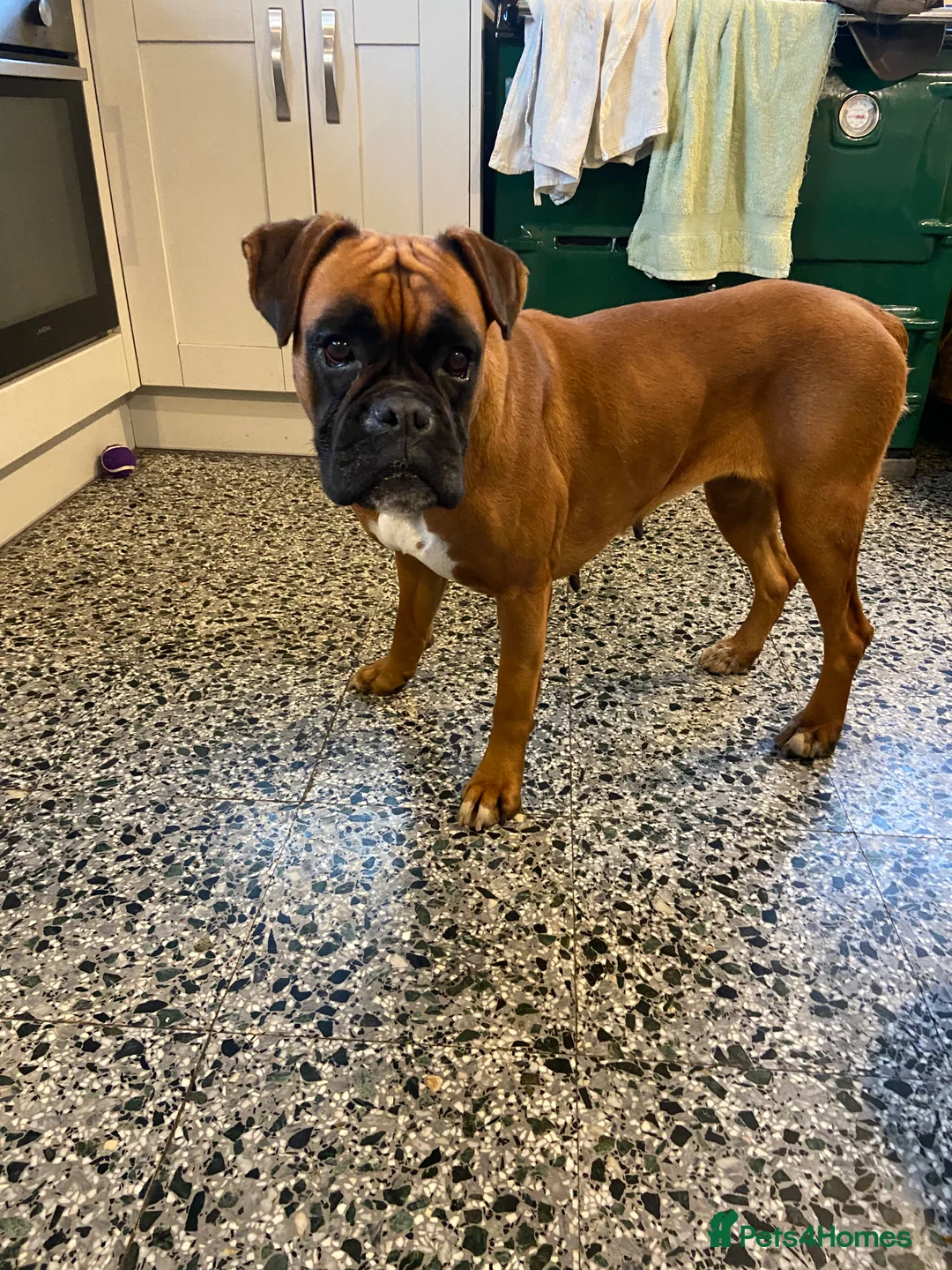 Boxer dogs for sale: 4 year old Boxer Girls - Advert 5