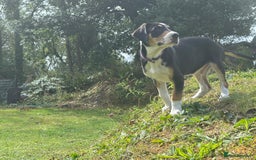 Mixed Breed dogs for sale: Collie x Lurcher Springer - Image 3