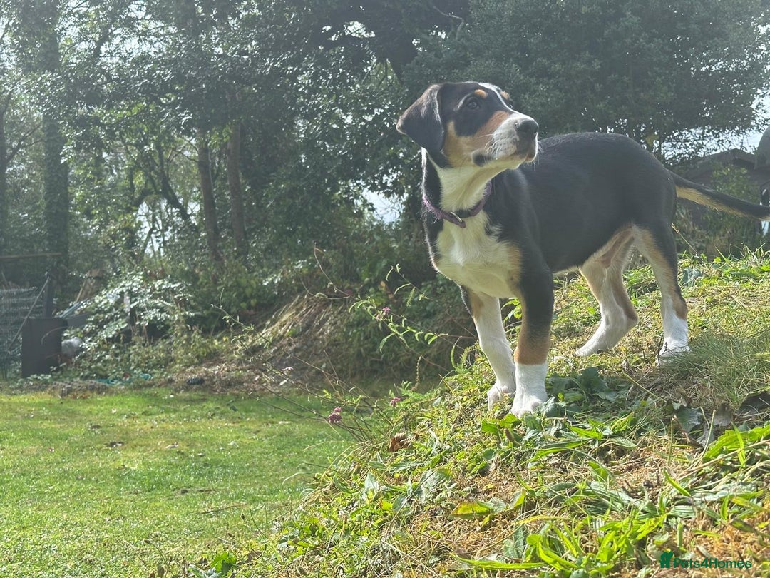 Mixed Breed dogs for sale: Collie x Lurcher Springer - Image 3