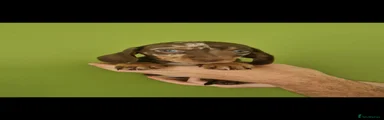 Miniature Dachshund 2
