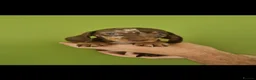 Miniature Dachshund dogs for sale: Gorgeous kc registered puppies - Advert 7