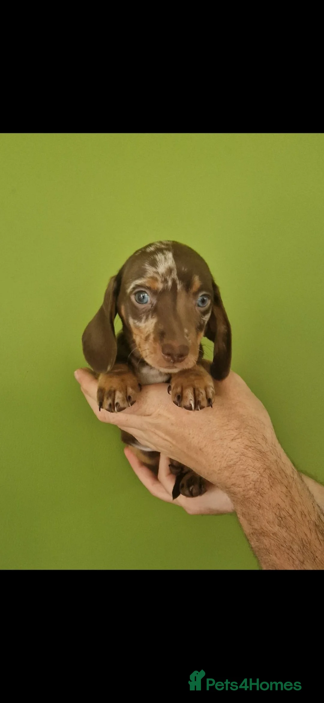 Miniature Dachshund dogs for sale: Gorgeous kc registered puppies - Advert 7