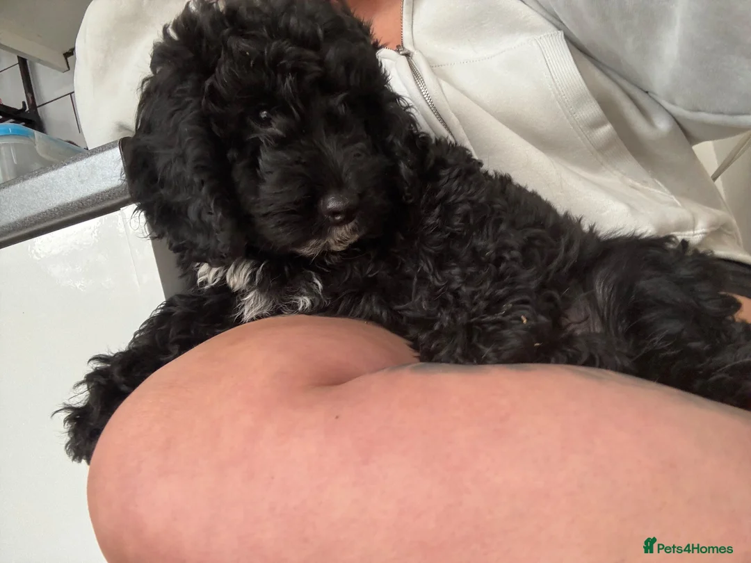 Cockapoo dogs for sale: BEAUTIFUL F1 COCKAPOO - READY NOW - Advert 2
