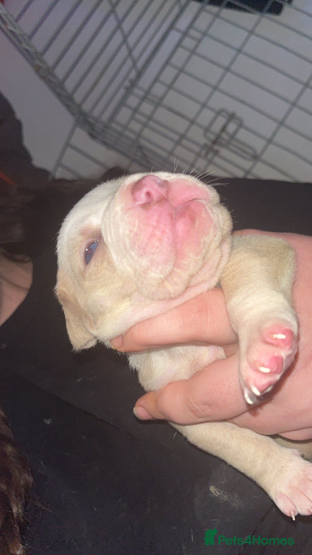 Mixed Breed dogs for sale: 4 beautiful olde English bulldog/ American bulldog - Advert 12