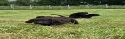 Irish Water Spaniel dogs for sale: Irish Water Spaniels  in Bishop Auckland - Advert 24