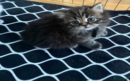 Scottish Fold cats for sale: Scottish fold kittens  - Image 28