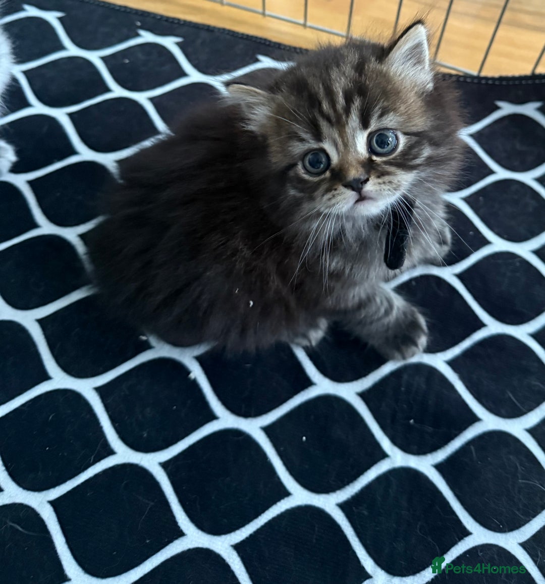 Scottish Fold cats for sale: Scottish fold kittens  - Image 28