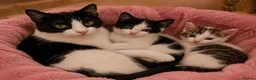 Mixed Breed cats for sale: Gorgeous, friendly, playful female kittens✨ - Advert 7