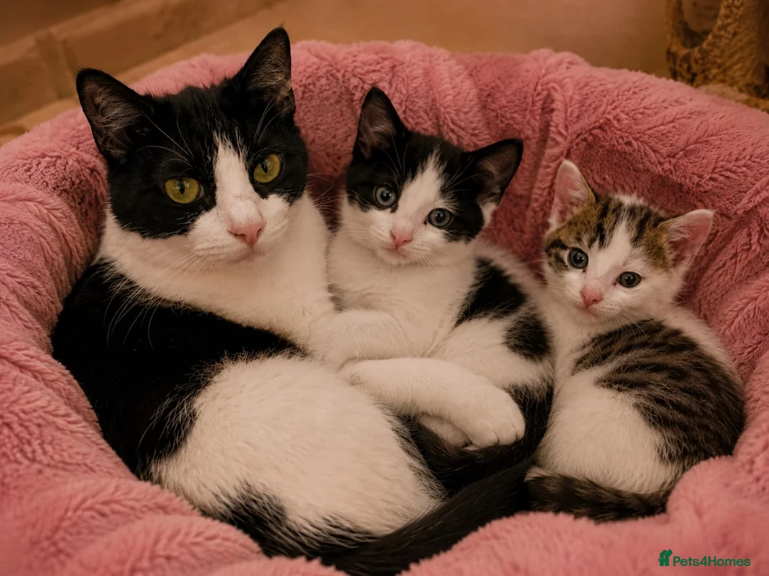 Mixed Breed cats for sale: Gorgeous, friendly, playful female kittens✨ - Advert 7
