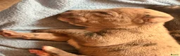 Cane Corso dogs for sale: Cane corso cross  - Advert 2